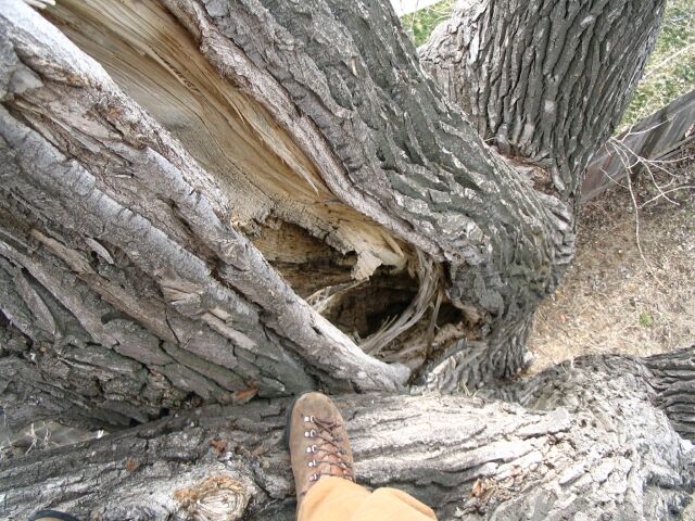 A major crack in a large cottonwood limb